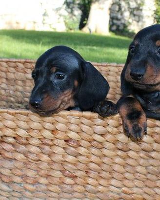 Cuccioli di bassotto