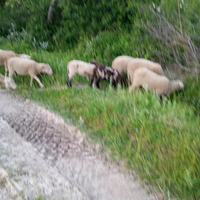 Animali