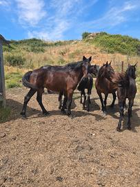 Cavallo