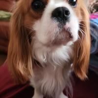 Cavalier King Blenheim disponibile per monta
