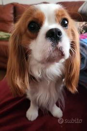 Cavalier King Blenheim disponibile per monta