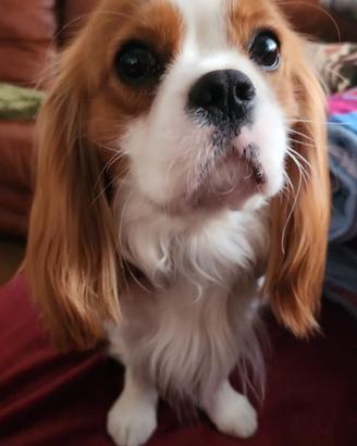 Cavalier King Blenheim disponibile per monta
