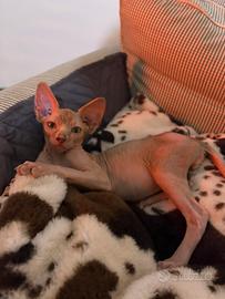 Sphynx Canadian