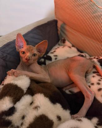 Sphynx Canadian