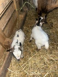 Capretto maschio tibetano