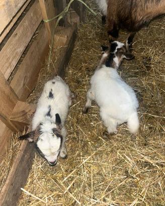 Capretto maschio tibetano