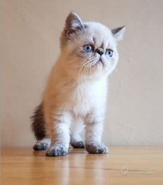 EXOTICSHORTHAIR SANO Exotic Shorthair