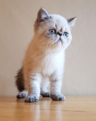 EXOTICSHORTHAIR SANO Exotic Shorthair