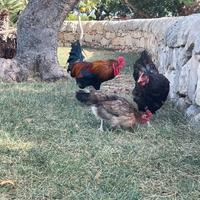 Gallo e galline