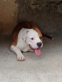 cucciolo Pitbull 