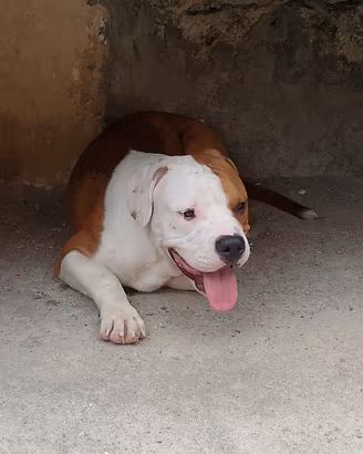 cucciolo Pitbull 