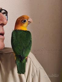 caicco testa gialla 