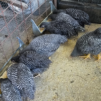 Disponibili coppie amrock e Brahma