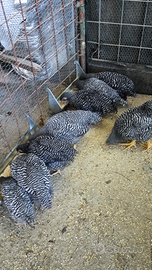 Disponibili coppie amrock e Brahma