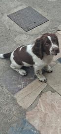 springer spaniel inglese