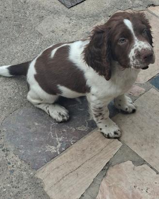 springer spaniel inglese