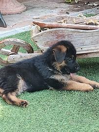 Cuccioli di pastore tedesco