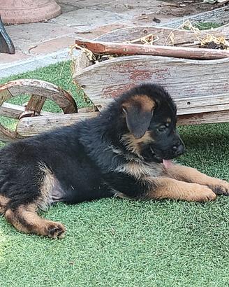 Cuccioli di pastore tedesco