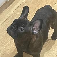 Buldog francese