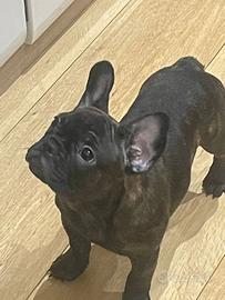Buldog francese