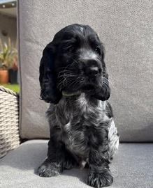 Cuccioli cocker spaniel