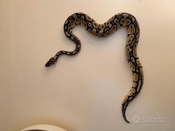 Pitone reale baby