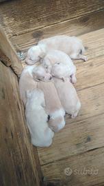 Cuccioli Segugio Maremmano