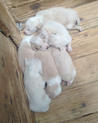 Cuccioli Segugio Maremmano