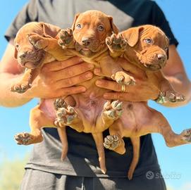 Pitbull con pedigree