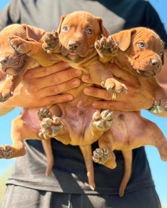 Pitbull con pedigree
