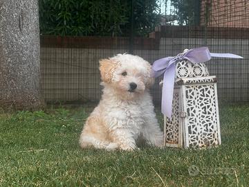 Cuccioli di barboncino