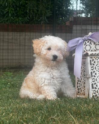 Cuccioli di barboncino