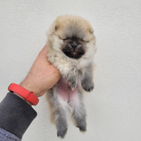 Cuccioli di spitz tedesco nano (pomerania)