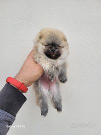 Cuccioli di spitz tedesco nano (pomerania)
