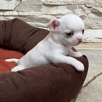 Chihuahua con pedigree