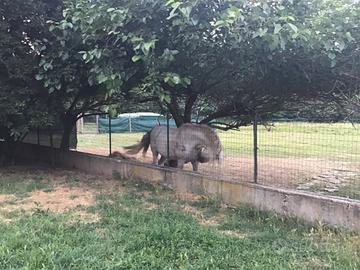 Per alcuni gg dal barbiere dalla sua dimora nel co