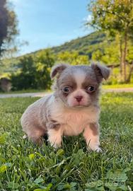 Mini cuccioli chihuahua