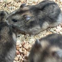 Criceti russi purissimi