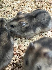 Criceti russi purissimi