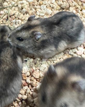 Criceti russi purissimi