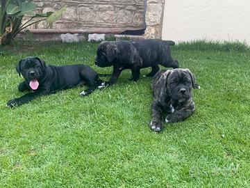 Cuccioli cane corso
