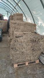 Balline di erba medica