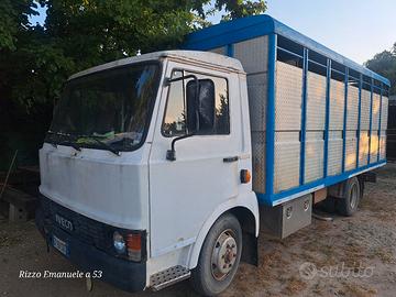 camion trasporto cavalli iveco 60