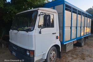 camion trasporto cavalli iveco 60