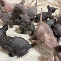 Sphynx ex