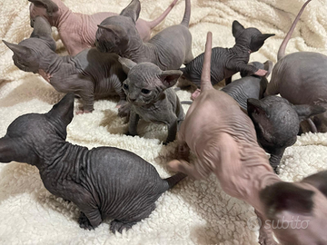 Sphynx ex