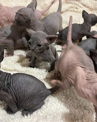 Sphynx ex