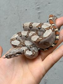 Baby boa maschio paradigm