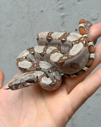 Baby boa maschio paradigm