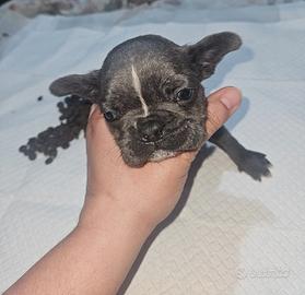 Bulldog francese poket